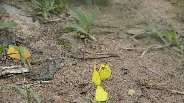Colias erate yellow butterfly crowd crawling on sand ground in forest