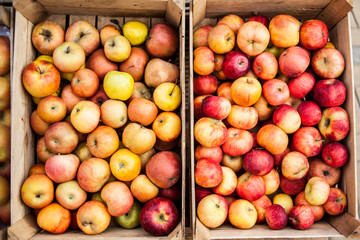 Wooden crate box full of fresh red and green apples