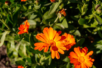 Orange calendula flower in garden