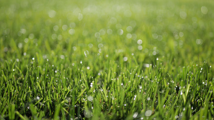 green grass with water drops