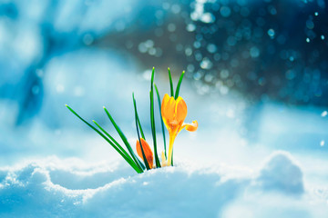 schöne Blume Schneeglöckchen gelber Krokus bricht im zeitigen Frühjahr im Garten während des strahlenden Niederschlags unter der weißen Schneewehe hervor
