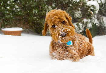 golden doodle playing in the snow