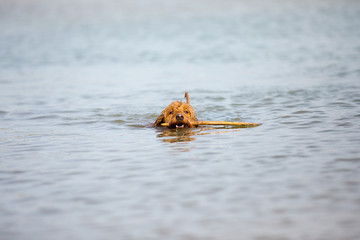 Miniature golden doodle playing in water