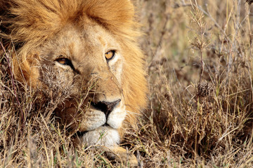 Serengeti