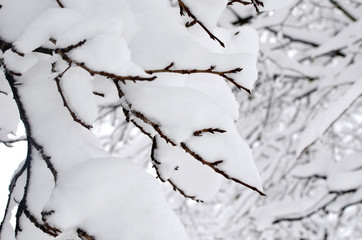 Snow-cowered branches tree. Winter blur background.  Macro. Selective focus
