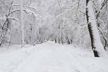 Beautiful white winter city park. All covered snow. Winter landscape. View to main alley