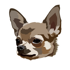 Chihuahua dog head vector