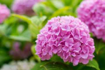 Fototapeta premium Pink hydrangea. Beautiful pink flowers in garden.
