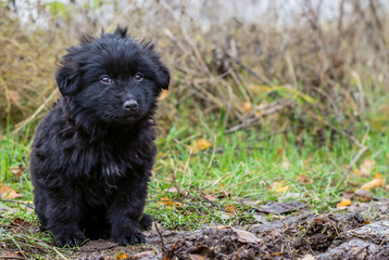 Fototapeta premium black puppy with sad eyes is sitting on the ground on a background of autumn grass