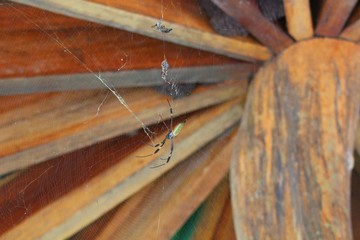 Golden orb weaver - Costa Rica