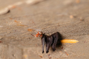 Sleeping butterflies
