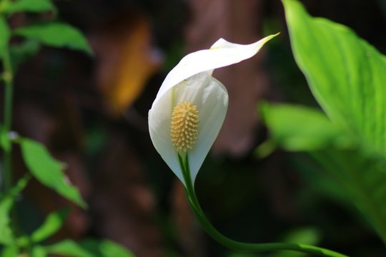 Wild peace lily plant in Cahuita National Park - Costa Rica