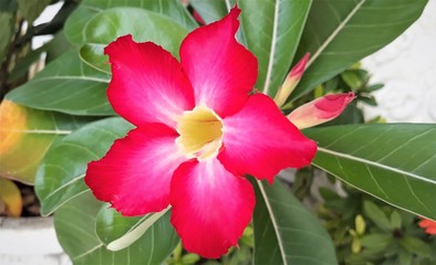 flower pink nature plant