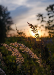 Golden spikelets in the field during sunset.