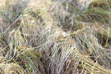 golden field of dry grass on a sunny day