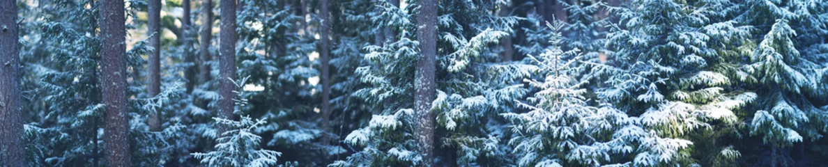 Poster de jardin Arbres Beautiful tree in winter landscape in late evening in snowfall