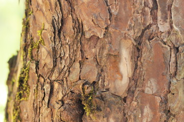 various intricate textures and layers of bark on the side of a tree in a national park, Northern Thailand, Southeast Asia