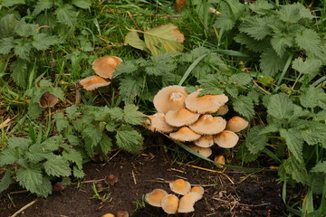 Mushrooms