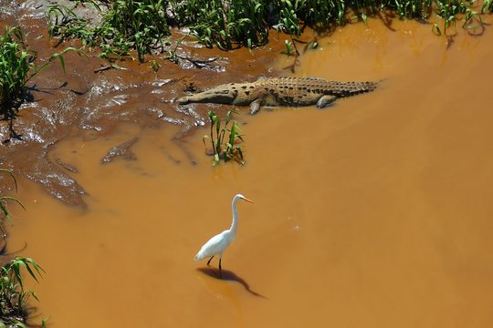 Crocodile and bird (probably great egret) next to each other - Costa Rica