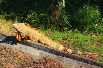 Iguana in the wild in Costa Rica