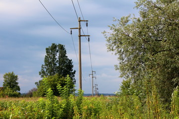 Concrete utility poles in a row connected with electrical wires and surrounded with high uncut...
