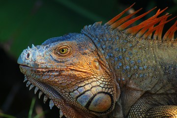 Iguana in the wild in Costa Rica