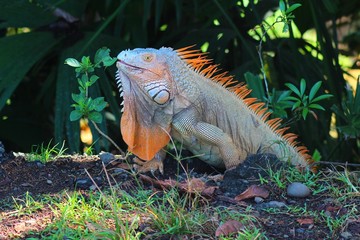 Iguana in the wild in Costa Rica