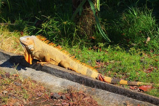 Iguana in the wild in Costa Rica