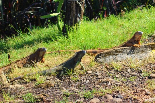 Iguana's in the wild in Costa Rica