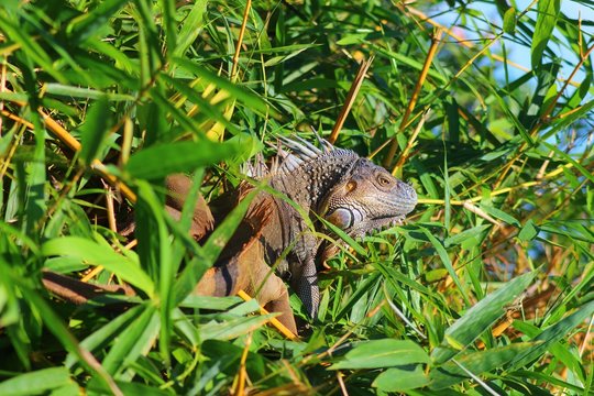 Iguana in the wild in Costa Rica