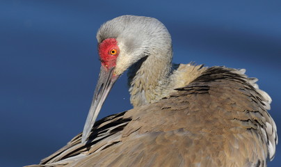 Sandhill Crane