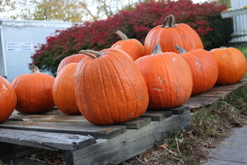 Pumpkin patch in historic New England