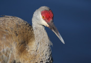 Sandhill Crane