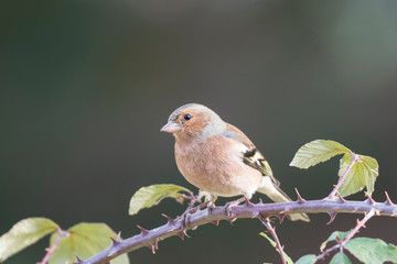 Common chaffinch at a brushwood