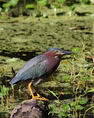 Green Heron