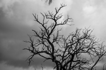Sillouette of a tree with clouds
