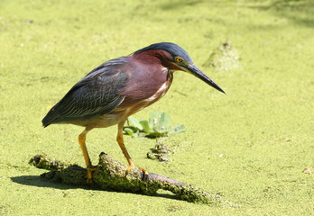Green Heron