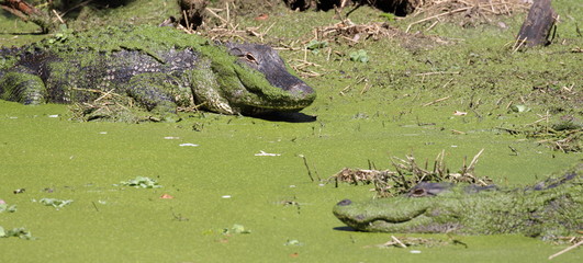 Alligators