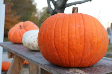 Pumpkin patch in historic New England