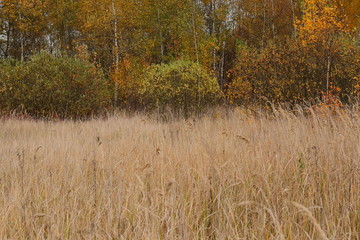 Autumn leaves in the tree