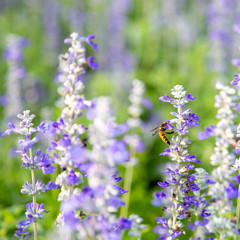 Obraz premium Closeup purple flowers (salvia officinalis)