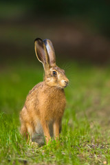 European Brown hare in meadow