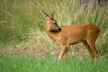 Roe deer in meadow