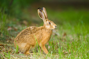 European Brown hare in meadow