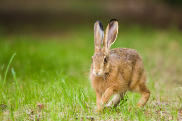 European Brown hare in meadow