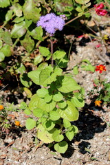 Floss flower or Ageratum houstonianum or Flossflower or Bluemink or Blueweed or Pussy foot or Mexican paintbrush single annual plant with softly hairy stem and fuzzy tufted blue to violet flowers in r