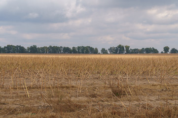 Beveled field after harvesting in autumn