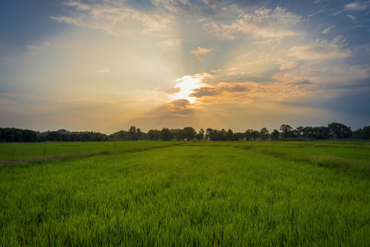 Beautiful rice field and sunset at Thailand.