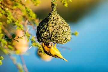 Maskerwever (Ploceus velatus) bouwt nest in Hammanskraal, Gauteng, Zuid-Afrika.