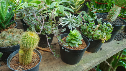 cactus in pots